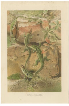 Wall Lizards – Antique Reptile Natural History Print by P.J. Smit, 1895