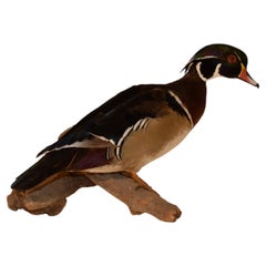 Support mural d'un canard en bois sur Wood, Circa 1970