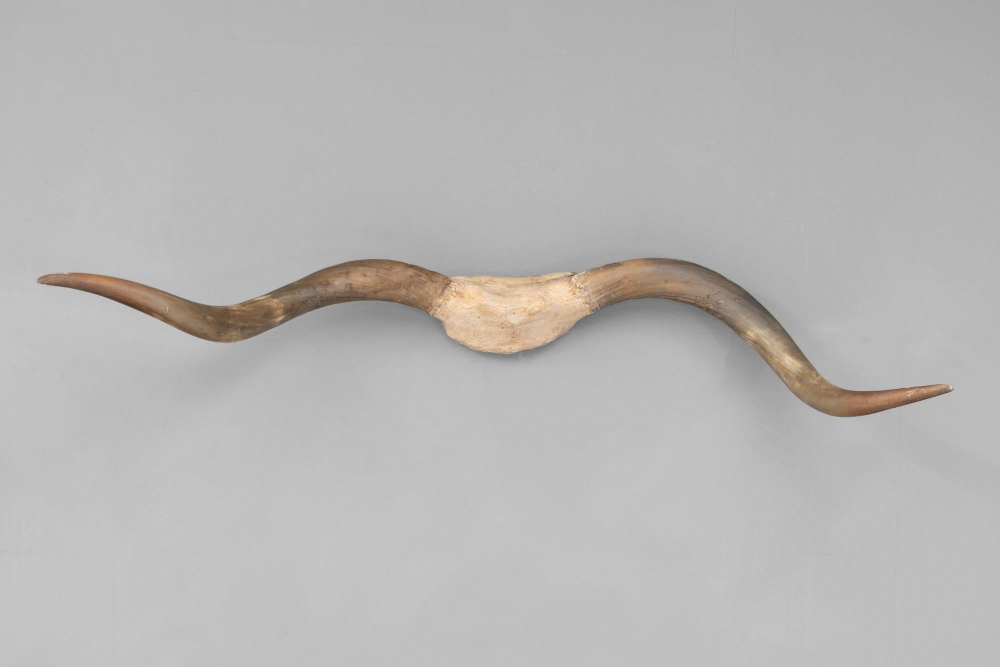 Set di corni montati. Circa 1900.
H. H. 25cm x L. 129cm x P. 35cm
Ti preghiamo di metterti in contatto con noi per un preventivo di spedizione accurato.
