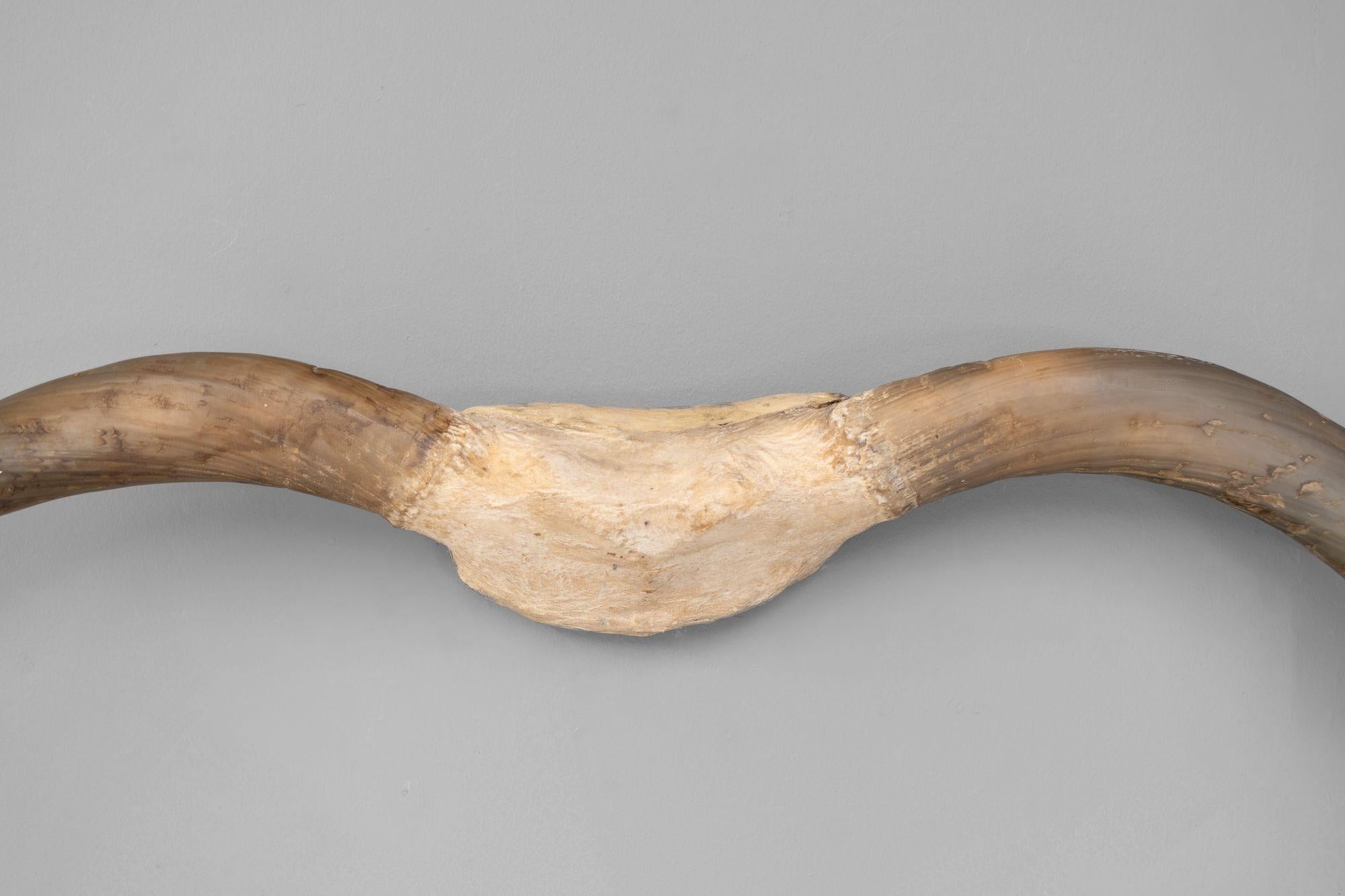 Edoardiano Horn montati a parete in vendita