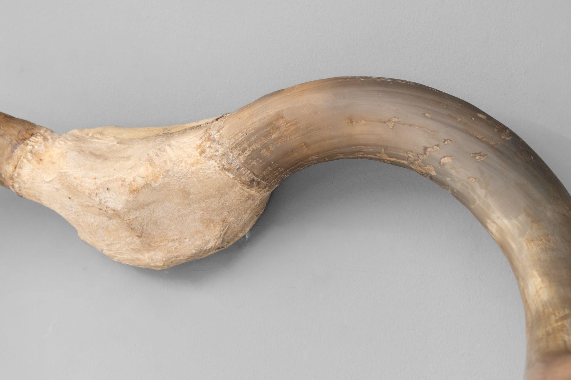 Inizio XX secolo Horn montati a parete in vendita