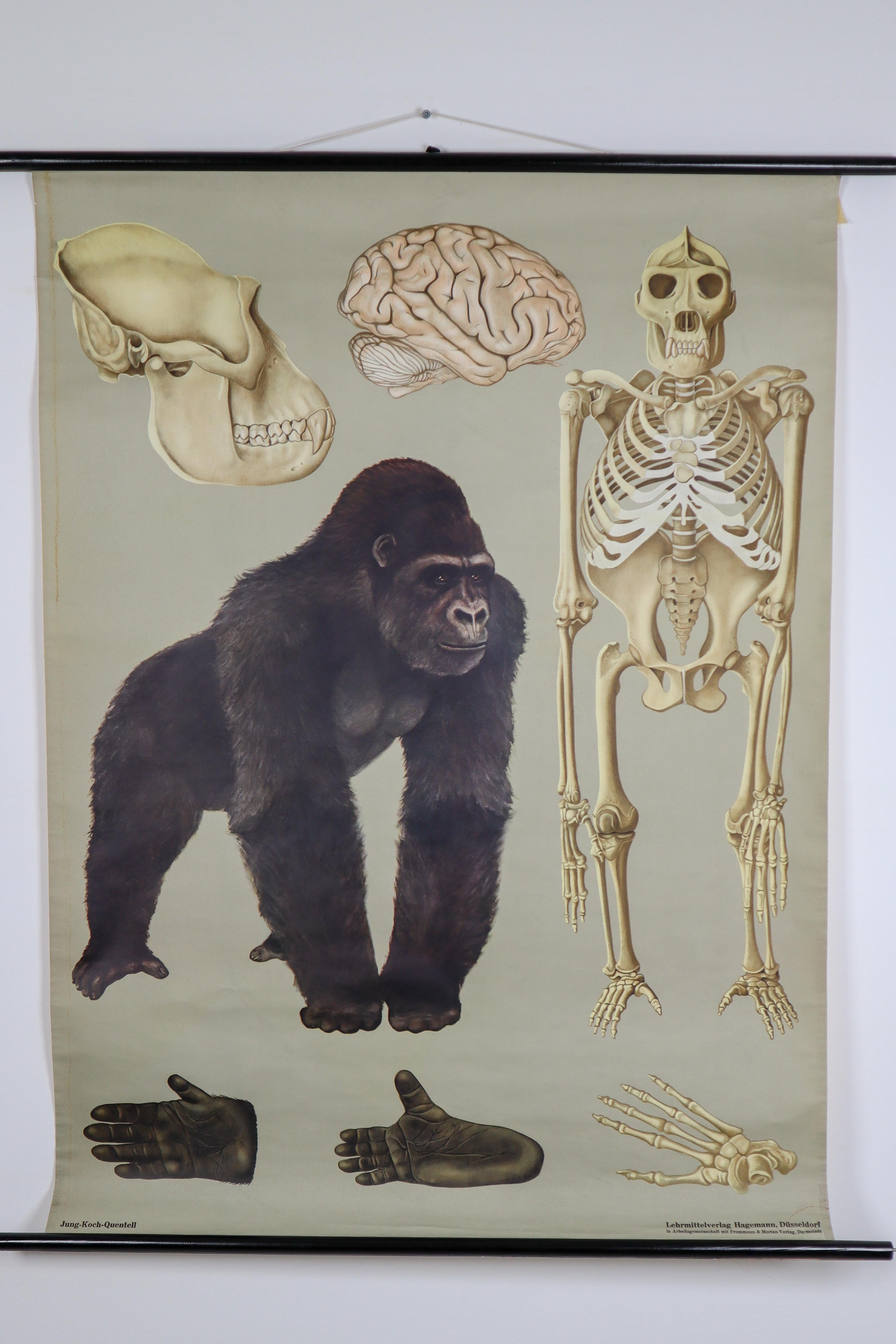 Wall chart of the Gorilla by Jung Koch Quentell

- Canvas backed
- On it's original metal hangers
- German, circa 1960s
- Measures: 37 x 45 inch

Jung Koch Quentell

The name Jung Koch Quentell came to be as they were the last names of the