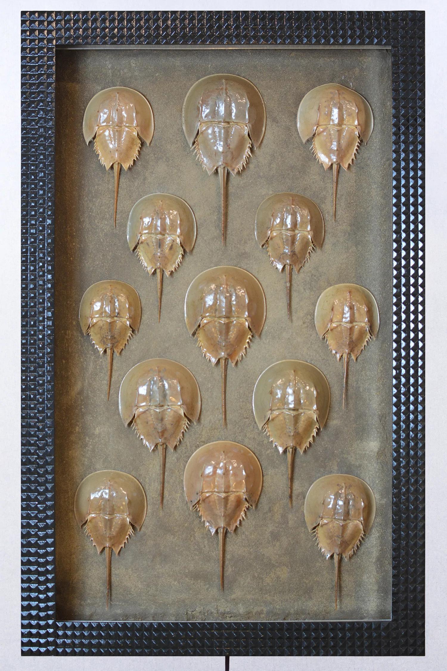 Drones, 2022, is a techno-futuristic riff on the traditional Victorian shadowbox containing horseshoe crab carapaces collected by hand on a visit to Cape Cod.

Original artwork by Christopher Tennant. Edition of 3. 

In stock and ready to