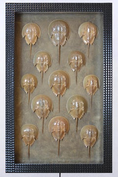 Monumentaler LED-Schattenkasten-Kunst Diorama mit Taxidermie- Hufeisenkratzern, auf Lager