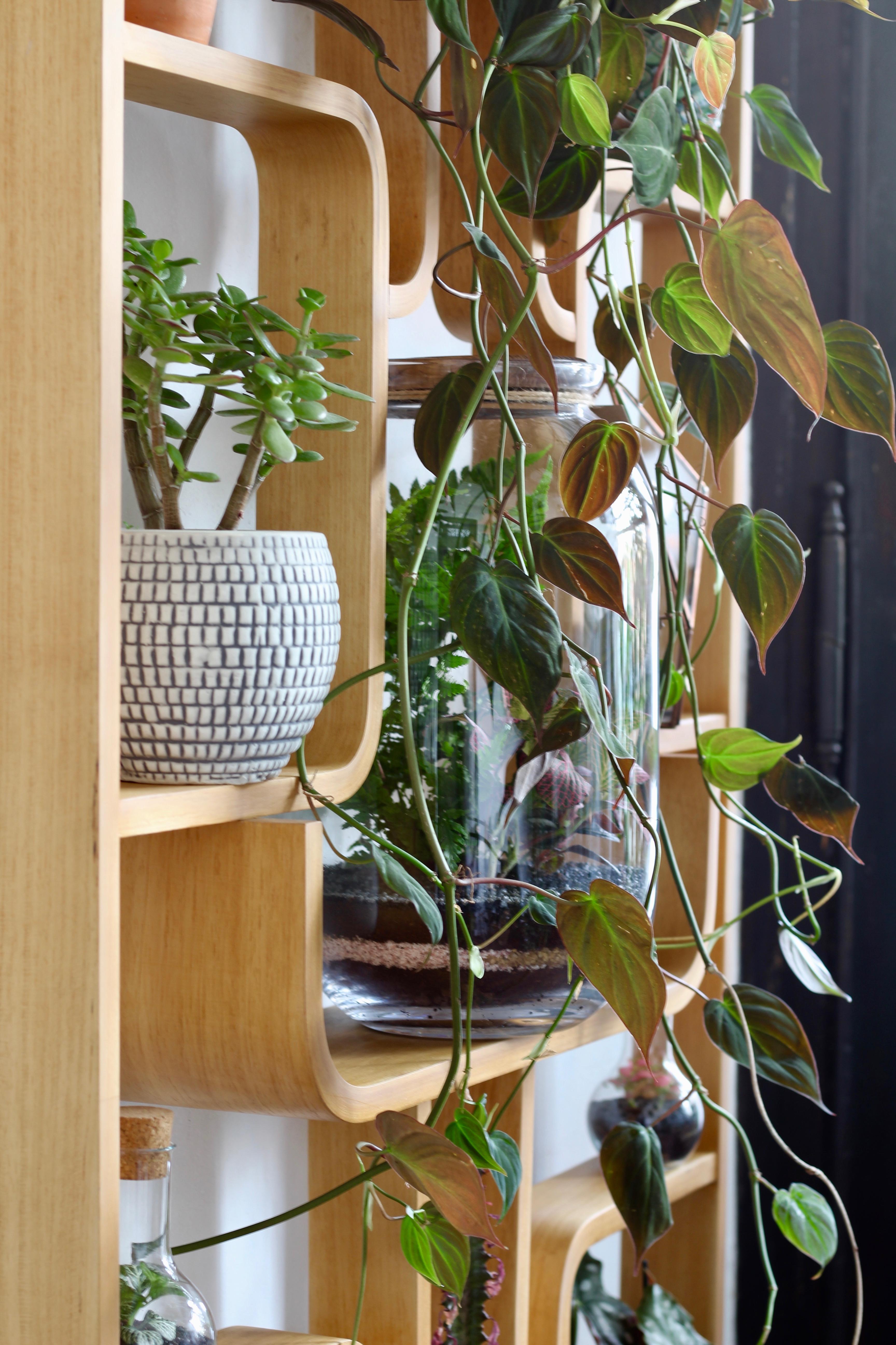 Mueble de pared o separador de ambientes de Ludvik Volak, Holesov, 1960, contrachapado curvado, restaurado 5