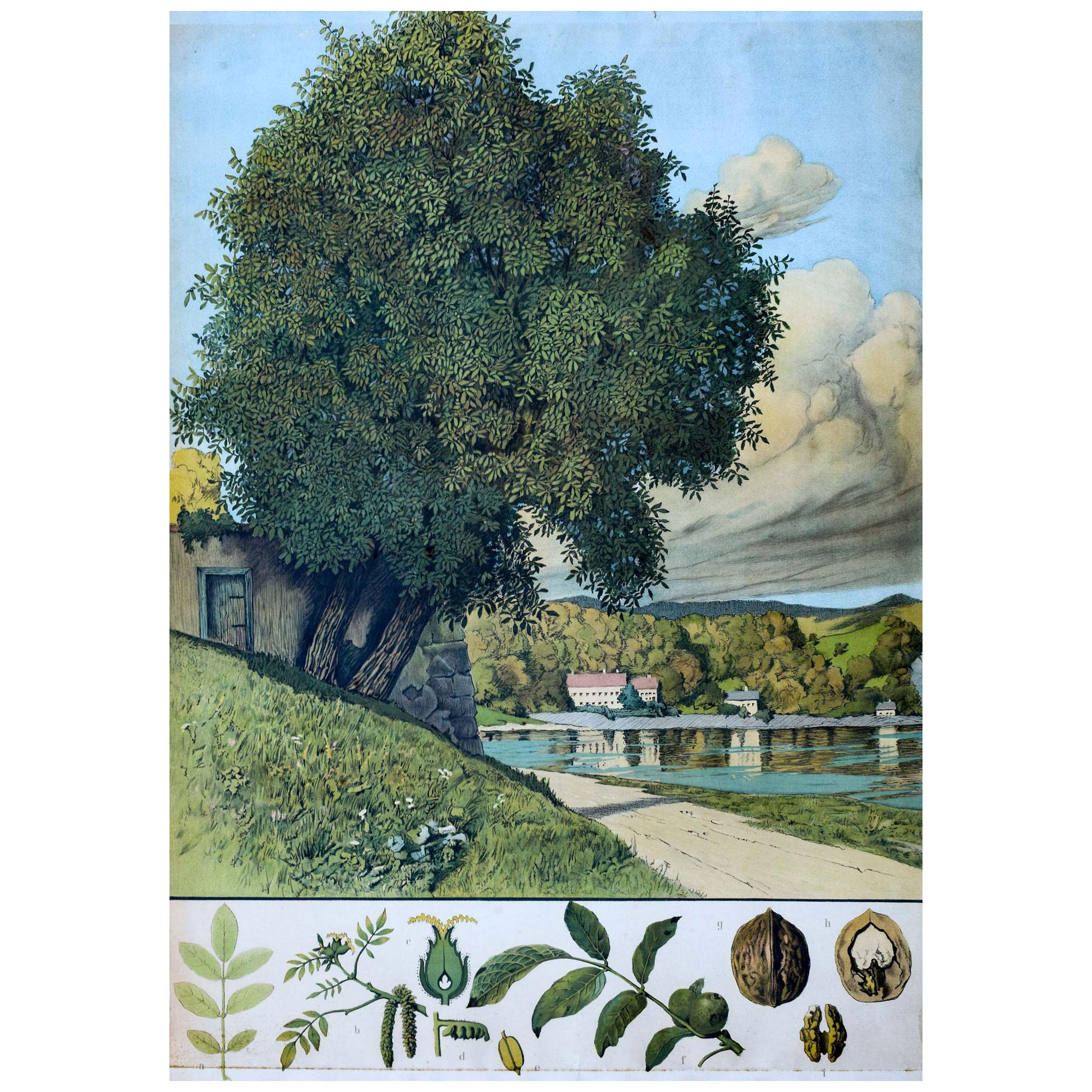 Walnut, Rare Vintage Botanical Wallchart For Sale