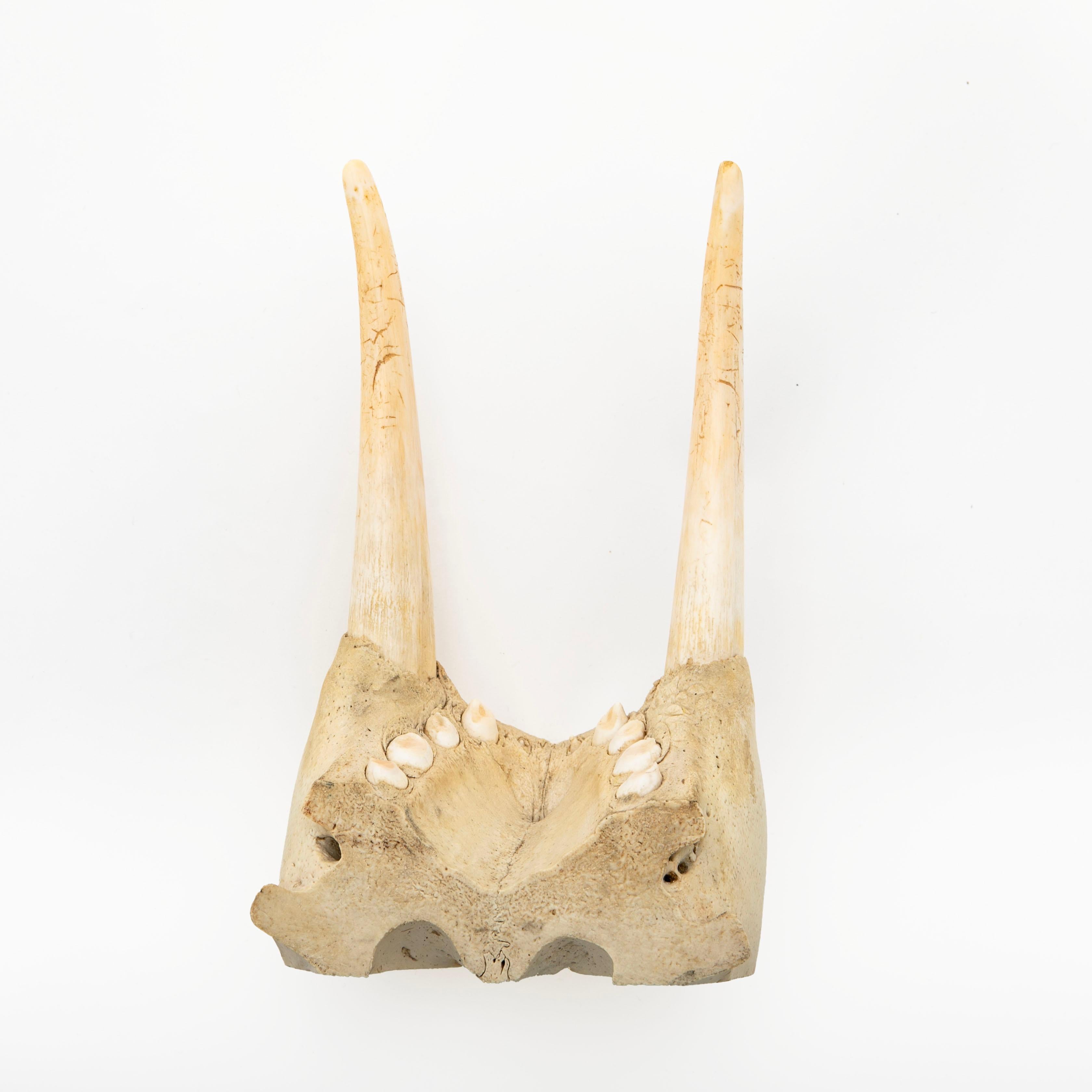 Walrus Jaw and Tusks For Sale 3