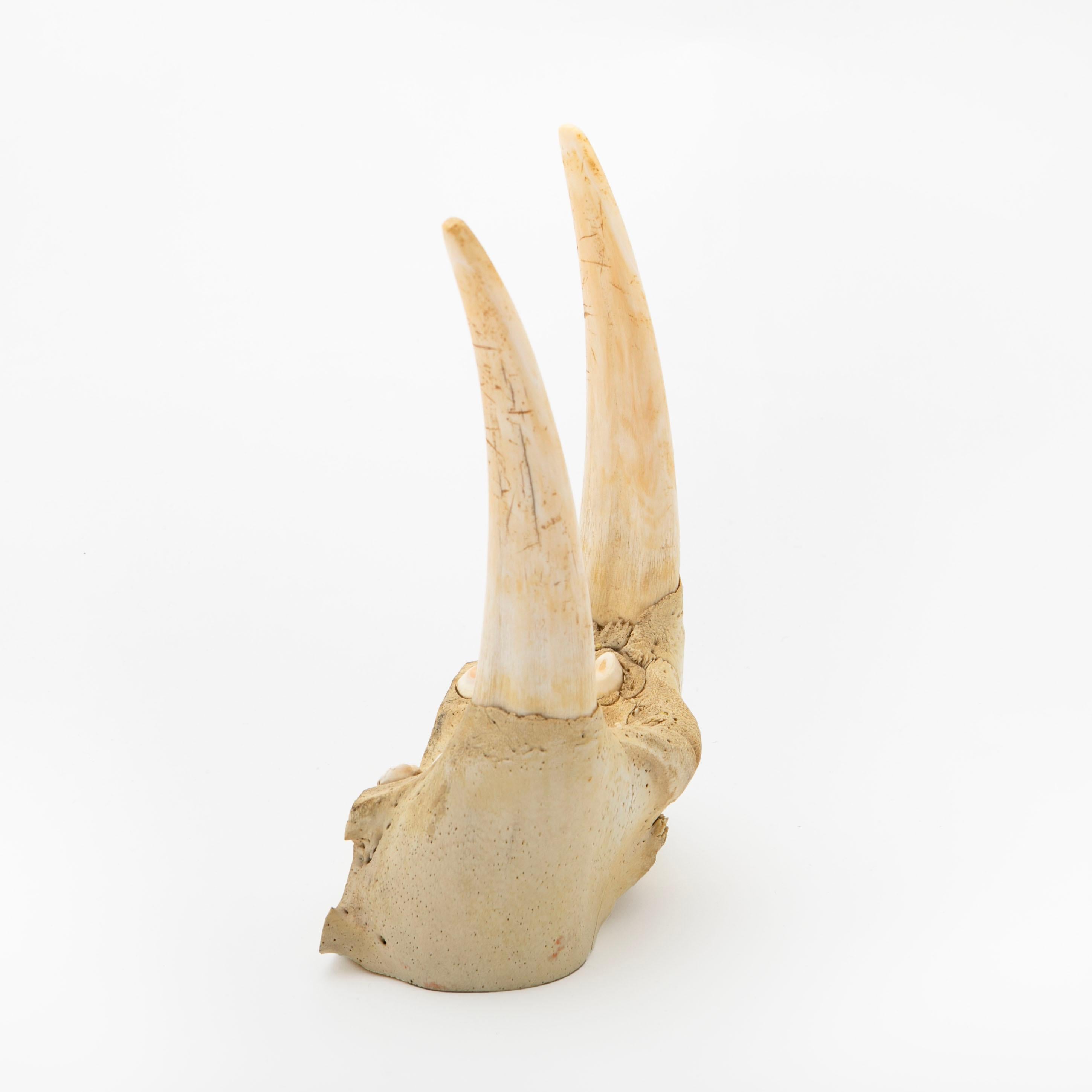 Greenlandica Walrus upper jaw, Odobenus rosmarus, with molars and 2 tusks. 

Tusk length: 18 cm.

Greenland approx. 1900