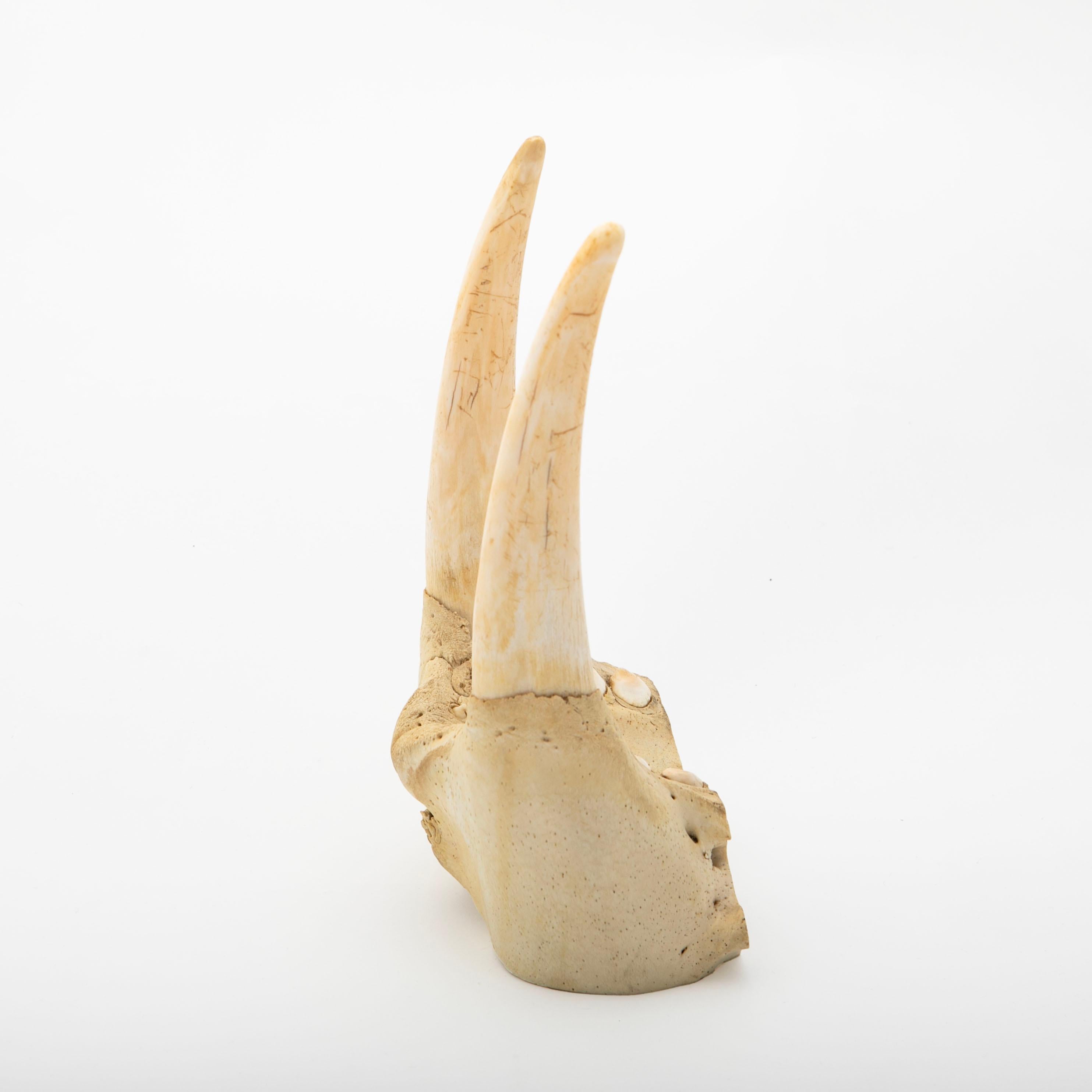 Greenlandic Walrus Jaw and Tusks For Sale
