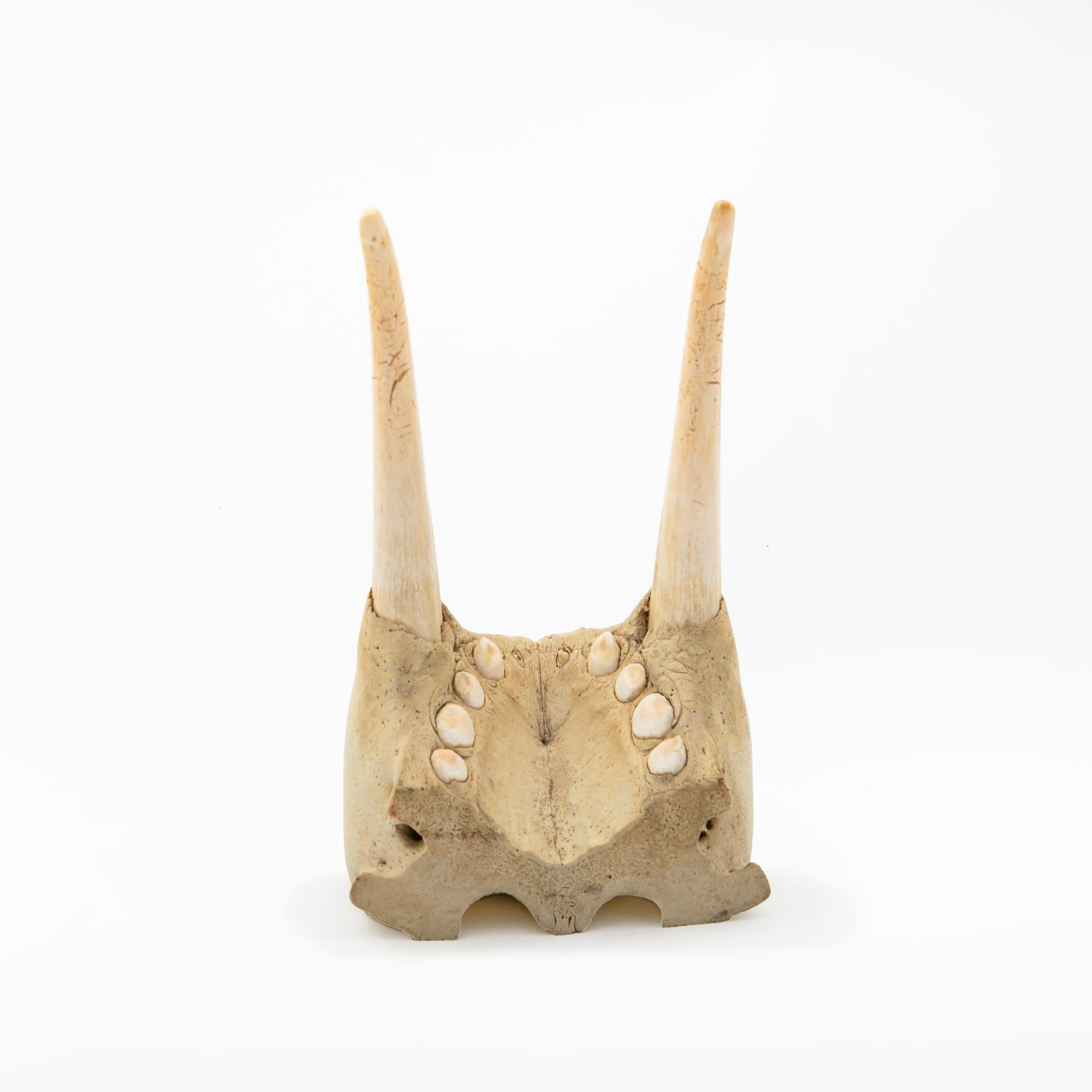 Walrus Jaw and Tusks In Good Condition For Sale In Kastrup, DK