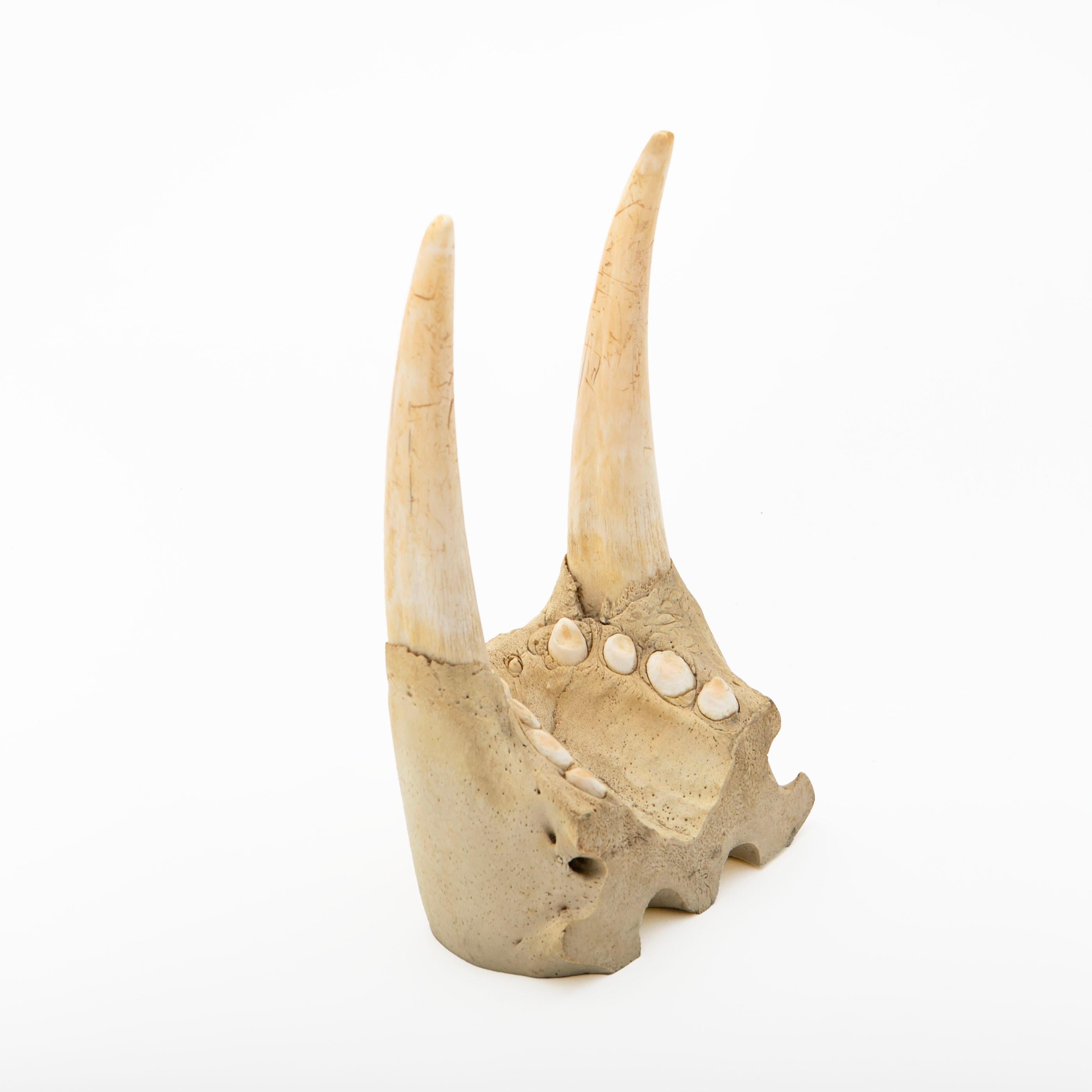 20th Century Walrus Jaw and Tusks For Sale