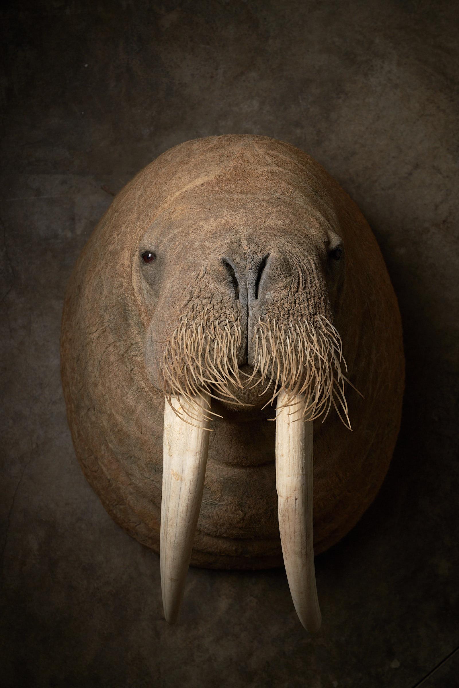 Elevate your space with this extraordinary Walrus Shoulder Mount Taxidermy, a striking statement piece that commands attention. Adorned with two majestic tusks, this impressive wall mount is not just a taxidermic creation but a true work of art. Its