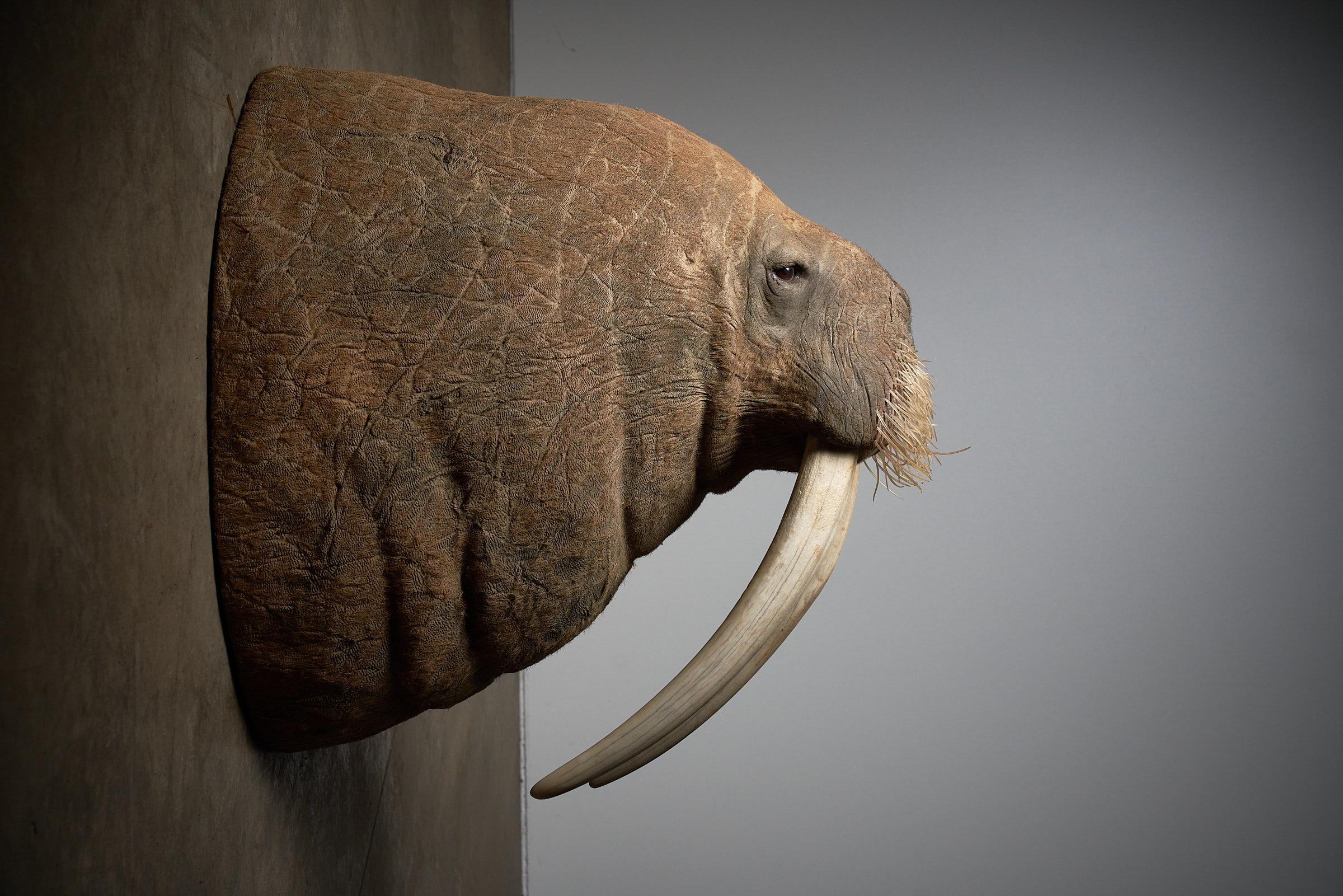walrus mount