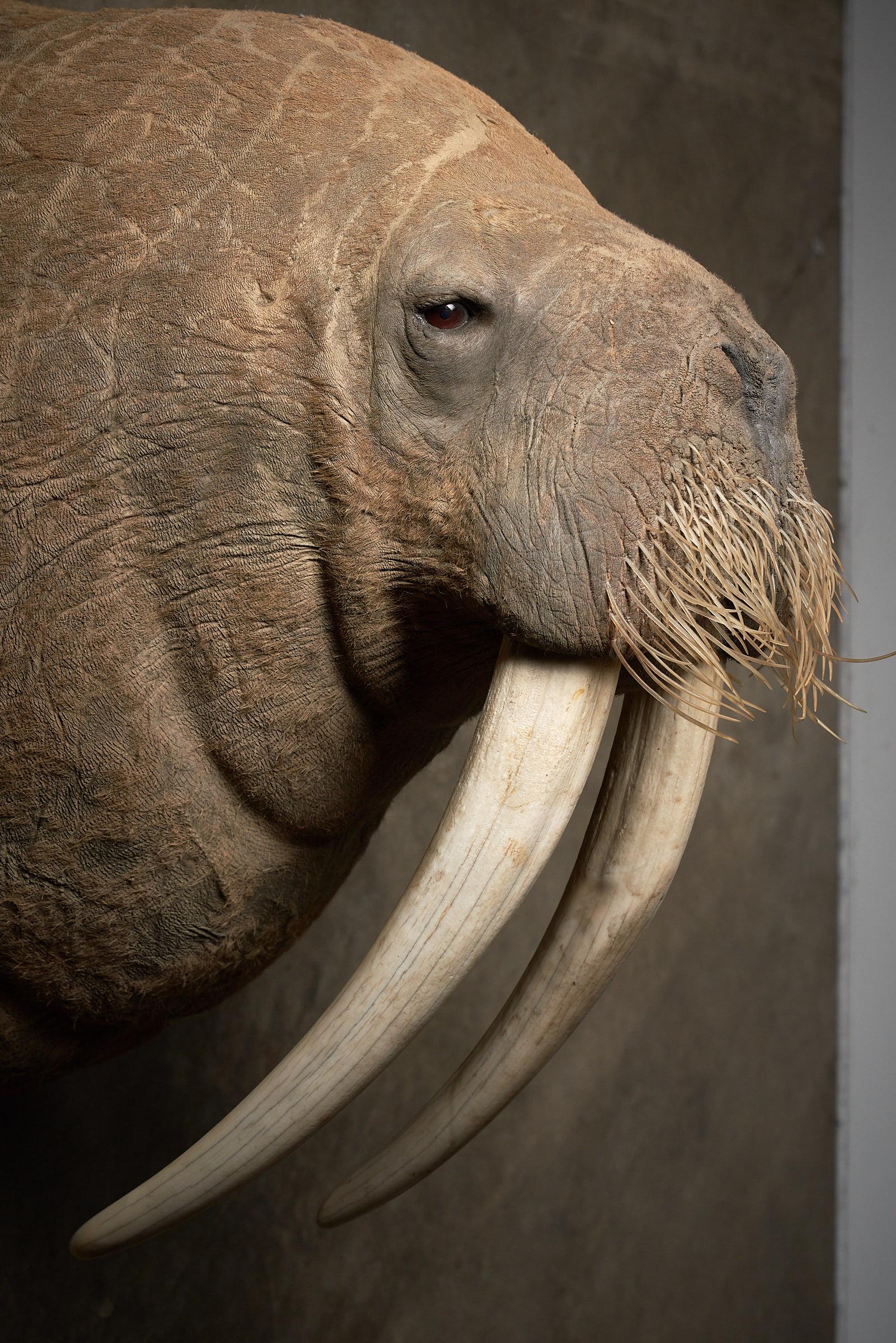 walrus taxidermy