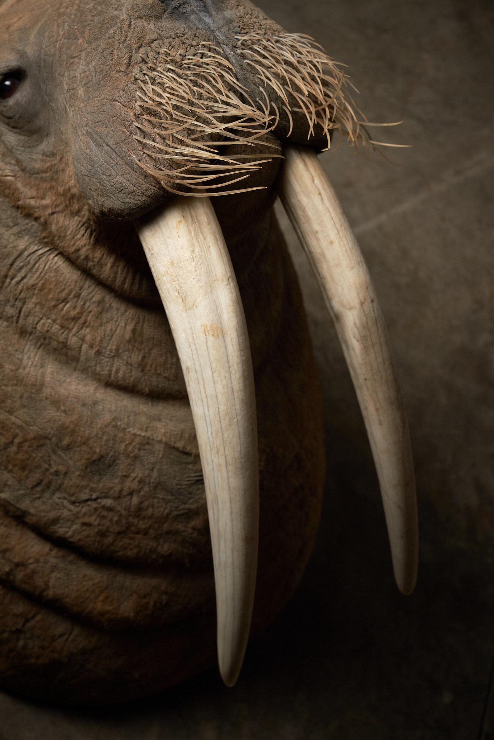 walrus head mount