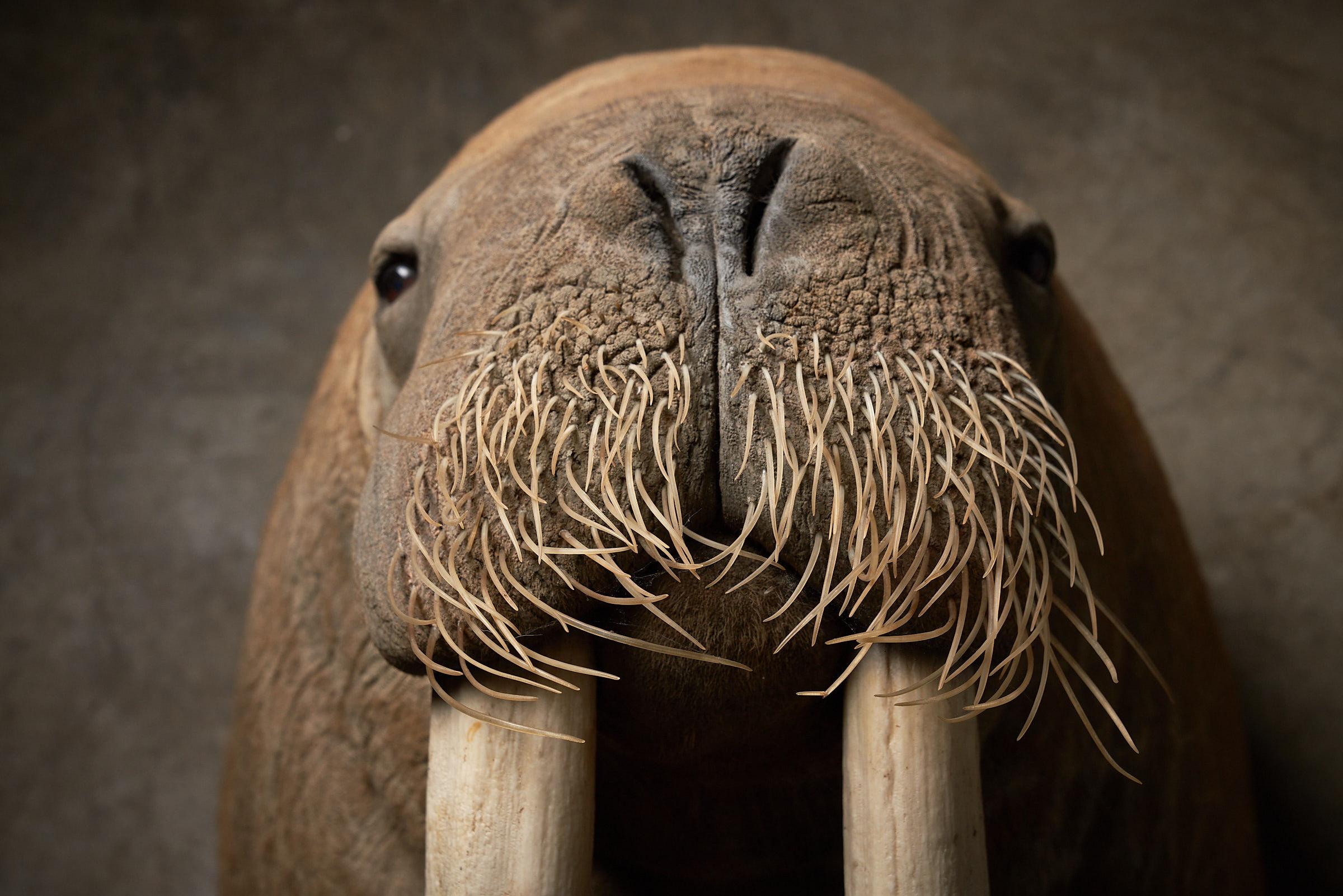 Dutch Walrus Shoulder Mount Taxidermy with Tusks
