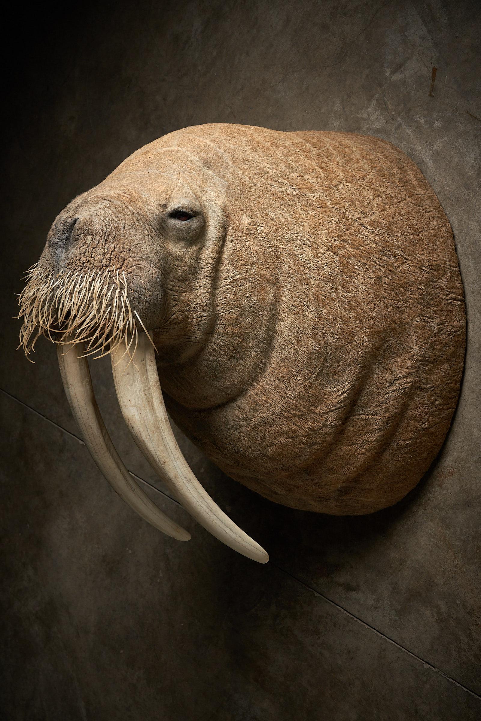 Hand-Crafted Walrus Shoulder Mount Taxidermy with Tusks For Sale