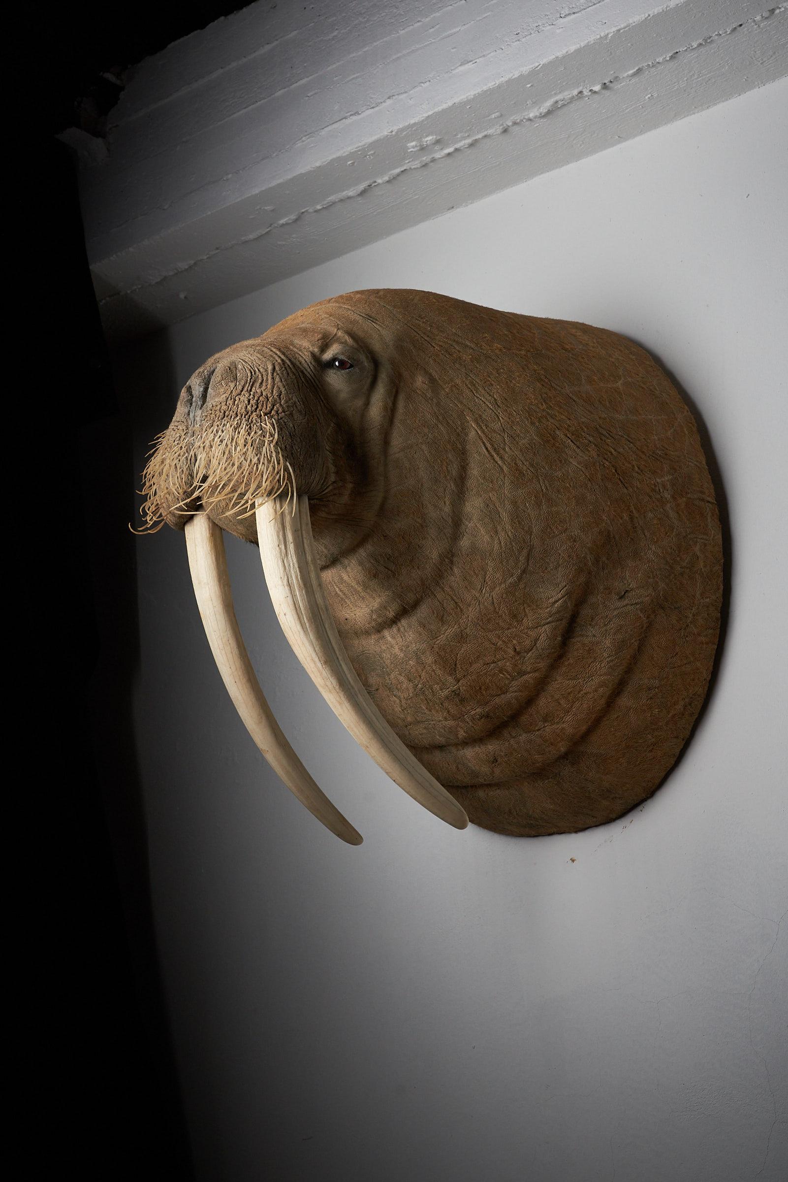 Contemporary Walrus Shoulder Mount Taxidermy with Tusks For Sale