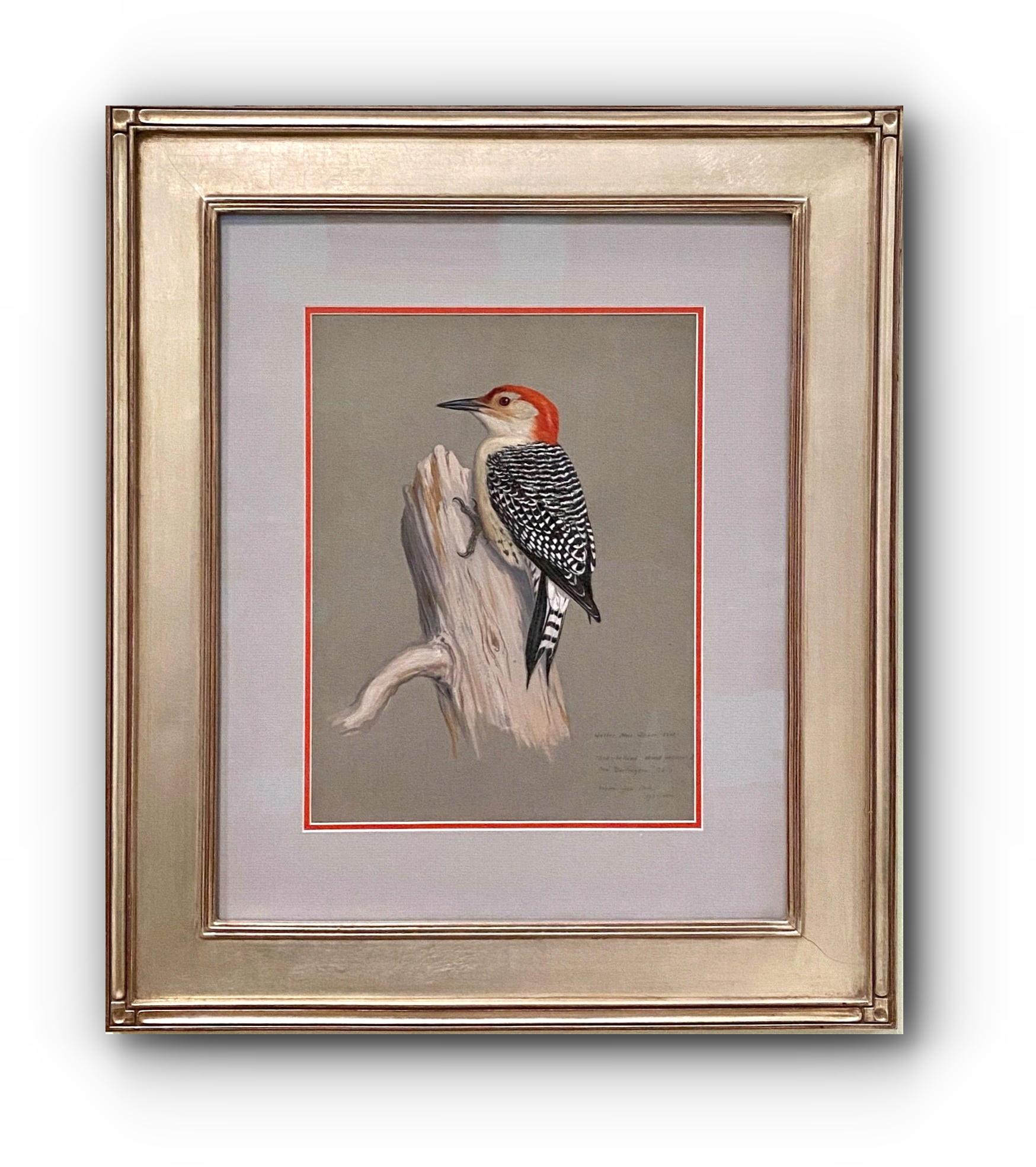 Red-Bellied Woodpecker (Bird Artist: Smithsonian, National Geo) 1929 - Painting by Walter Alois Weber