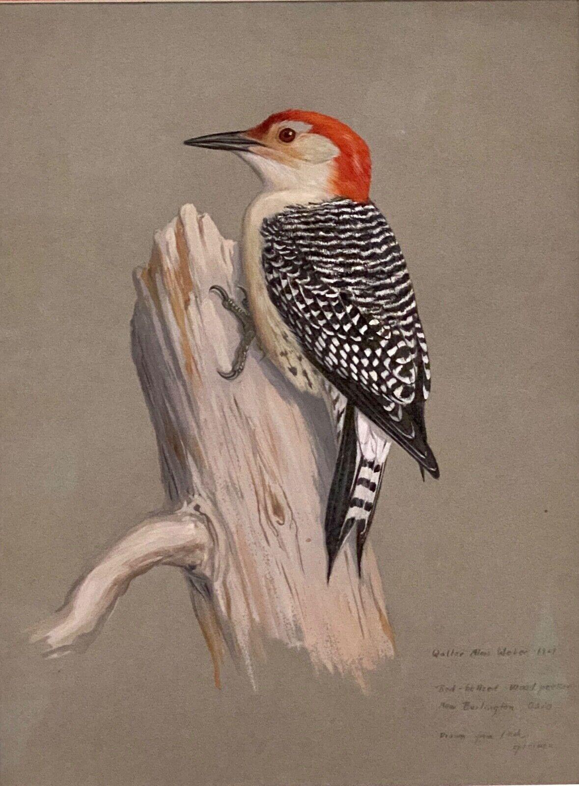 Walter Alois Weber Animal Painting - Red-Bellied Woodpecker (Bird Artist: Smithsonian, National Geo) 1929