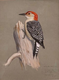 Red-Bellied Woodpecker (Bird Artist: Smithsonian, National Geo) 1929