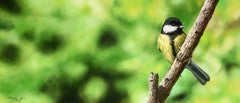 Bescheiden Koolmees Modest Coal Tit Oil Painting on Panel Bird Nature In Stock