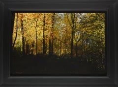 Goddelijk Licht Divine Light peinture à l'huile sur panneau Nature Realism 2023 en stock