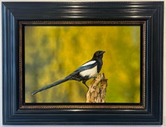Graciosa Urraca Bevallige Ekster Pintura al Óleo sobre Panel Ave Naturaleza En Stock
