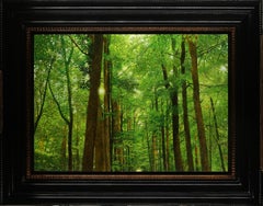 Groene Kathedralen Green Cathedrals Woods Forest Trees Light In Stock