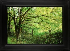 Mei in Mij May in Me Oil Painting on Panel Landscape Nature Woods Trees In Stock