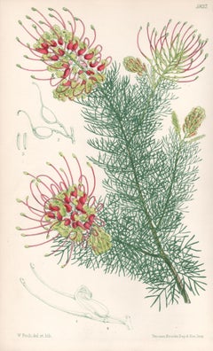 3 antique botanical flower lithograph prints