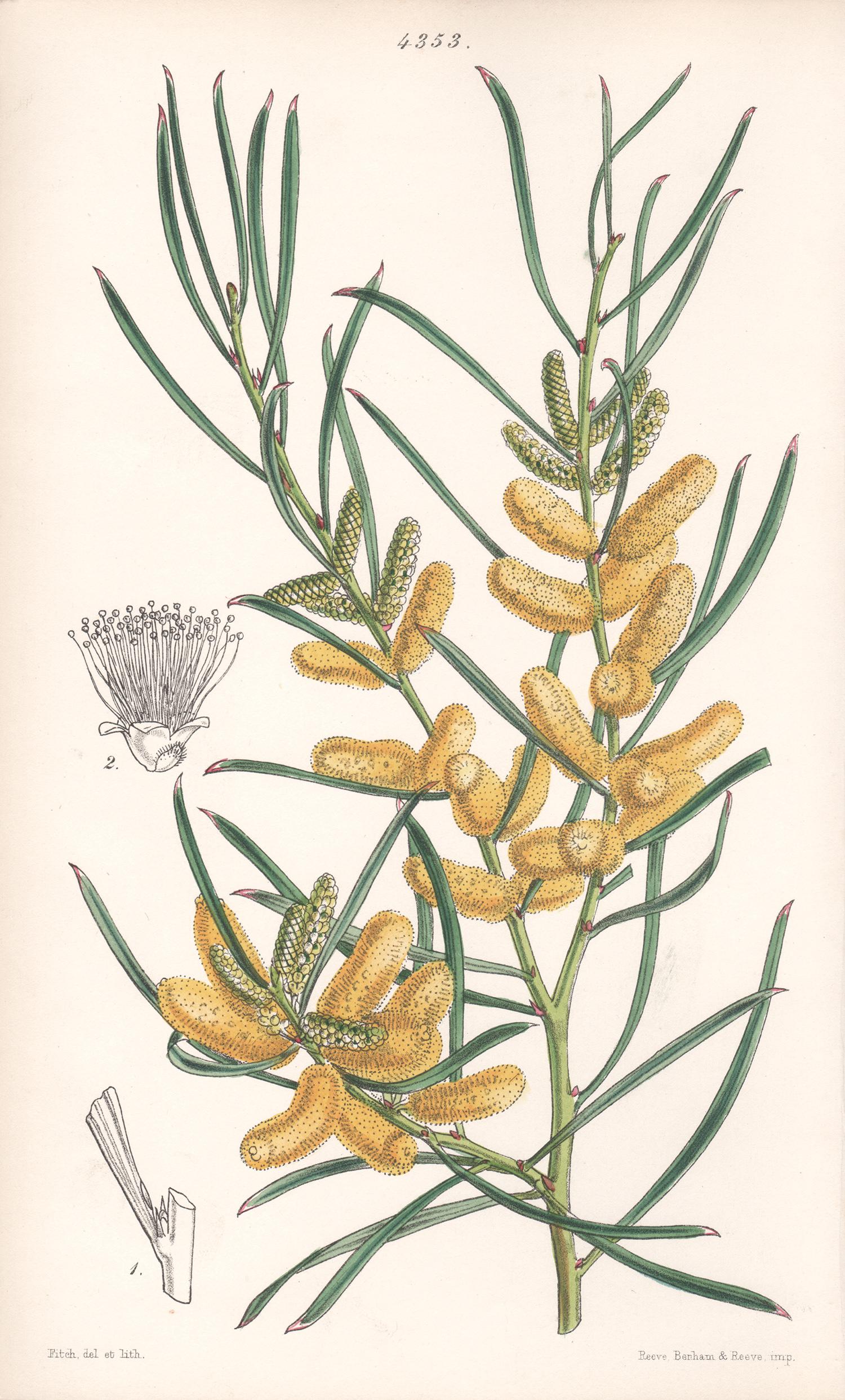 Walter Hood Fitch Still-Life Print - Acacia Oncinophylla, antique botanical Australian wattle flower lithograph print