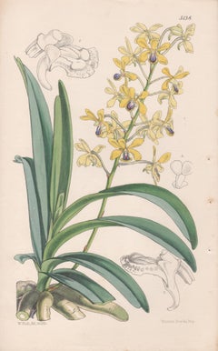 Aerides Wightianum, antique orchid botanical lithograph print, 1859