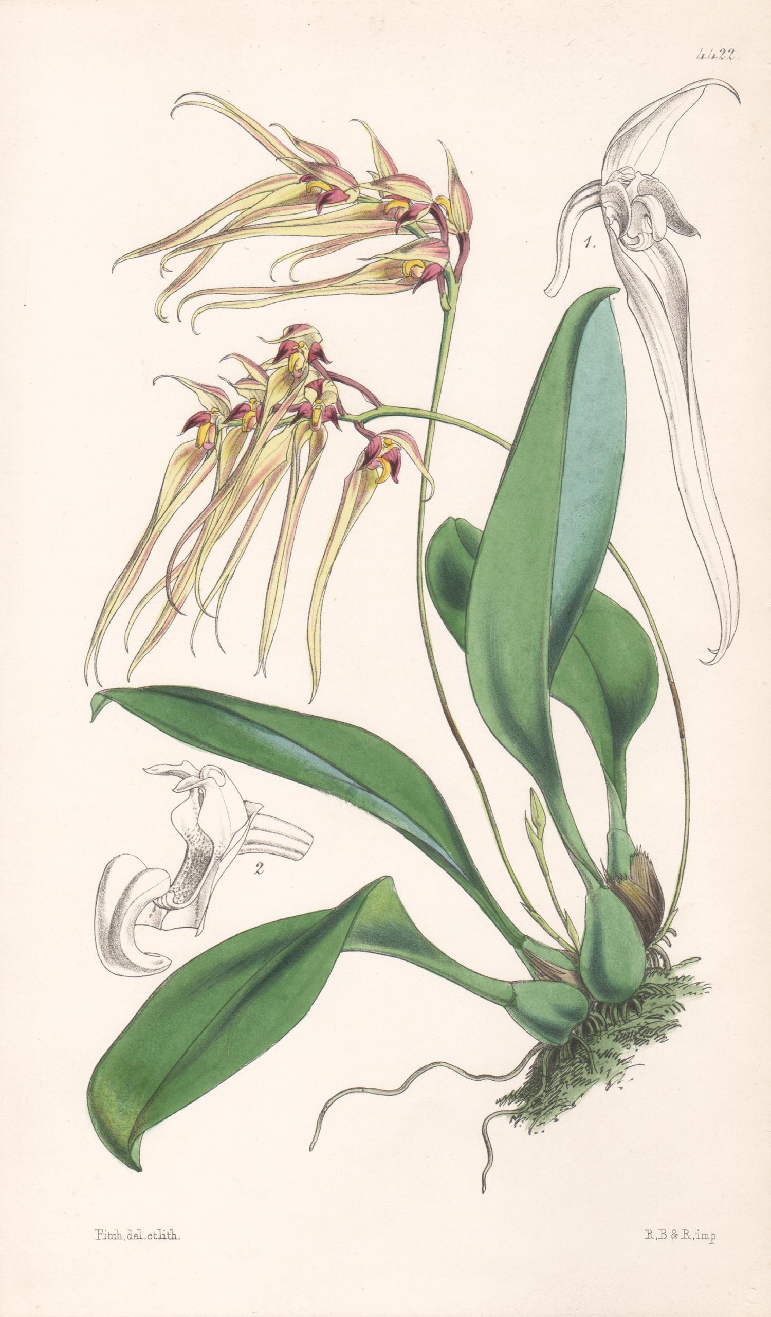 Cirrhopetalum Macraei, antique orchid botanical lithograph print