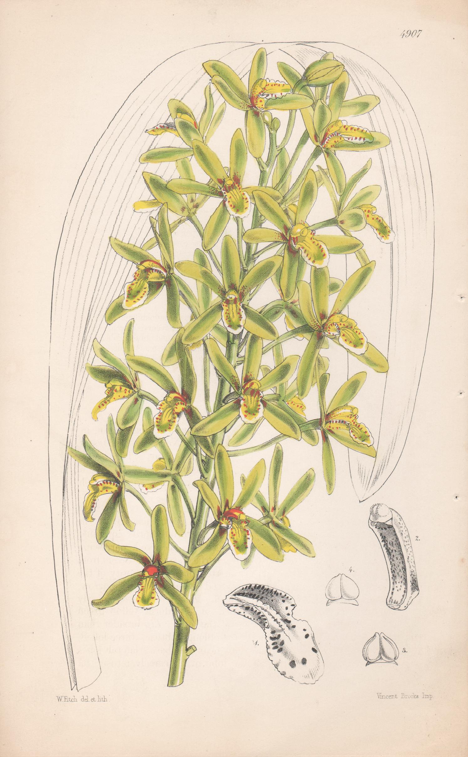 Walter Hood Fitch Still-Life Print - Cymbidium Chloranthum, antique orchid botanical lithograph print, 1856