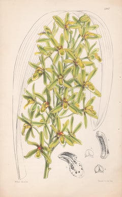 Cymbidium Chloranthum, antique orchid botanical lithograph print, 1856