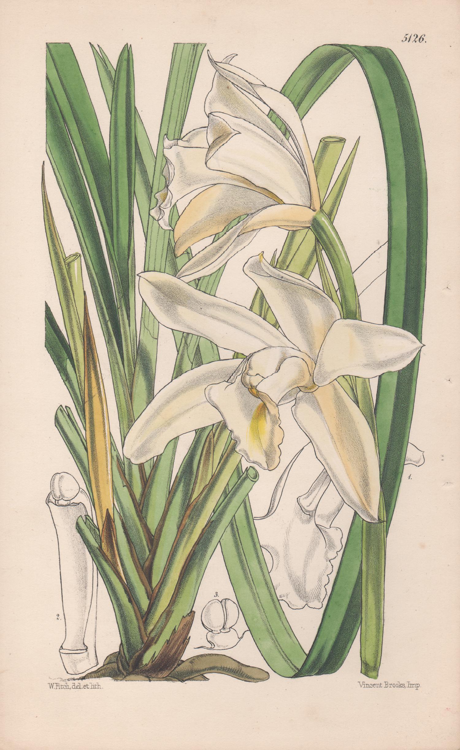 Walter Hood Fitch Still-Life Print – Cymbidium Eburneum, antiker Orchidee- botanischer Lithographiendruck, 1859