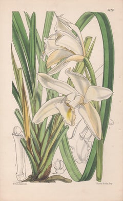 Cymbidium Eburneum, antique orchid botanical lithograph print, 1859