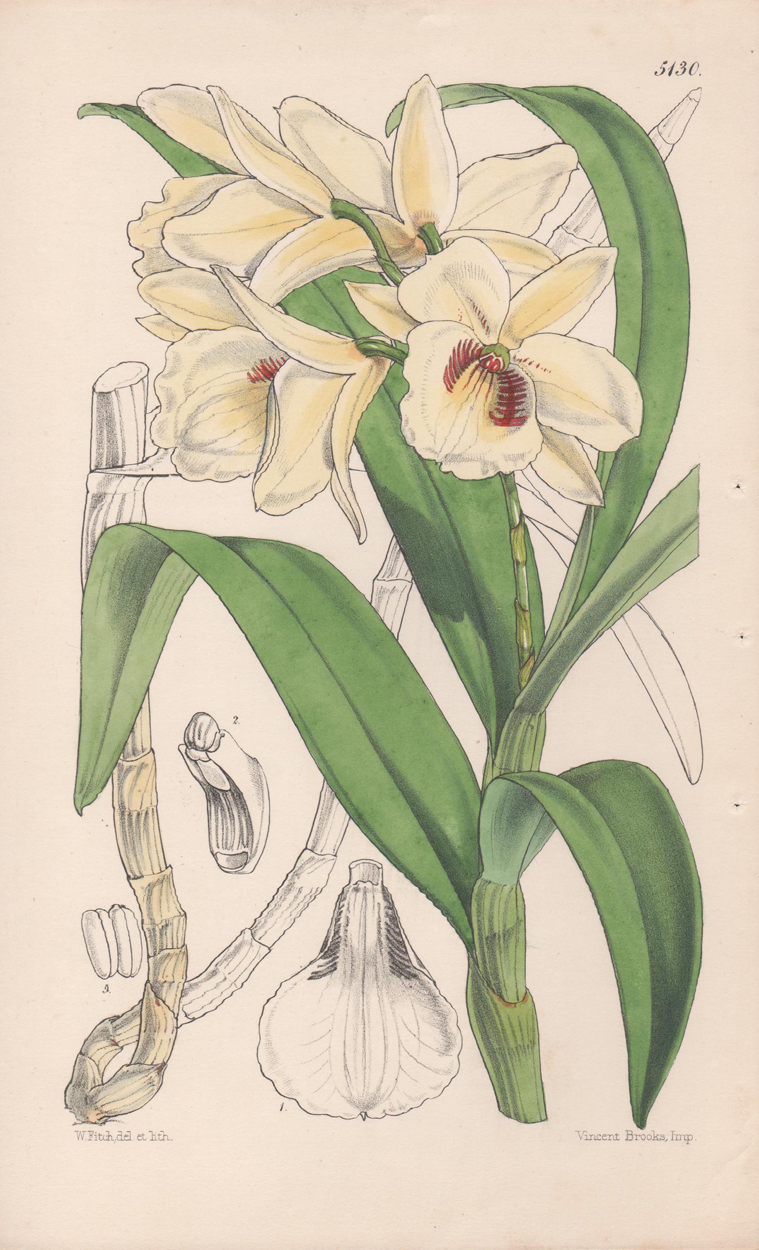 Walter Hood Fitch Still-Life Print - Dendrobium Albo-Sanguineum, antique orchid botanical lithograph print, 1859