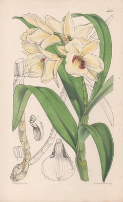 Dendrobium Albo-Sanguineum, antique orchid botanical lithograph print, 1859