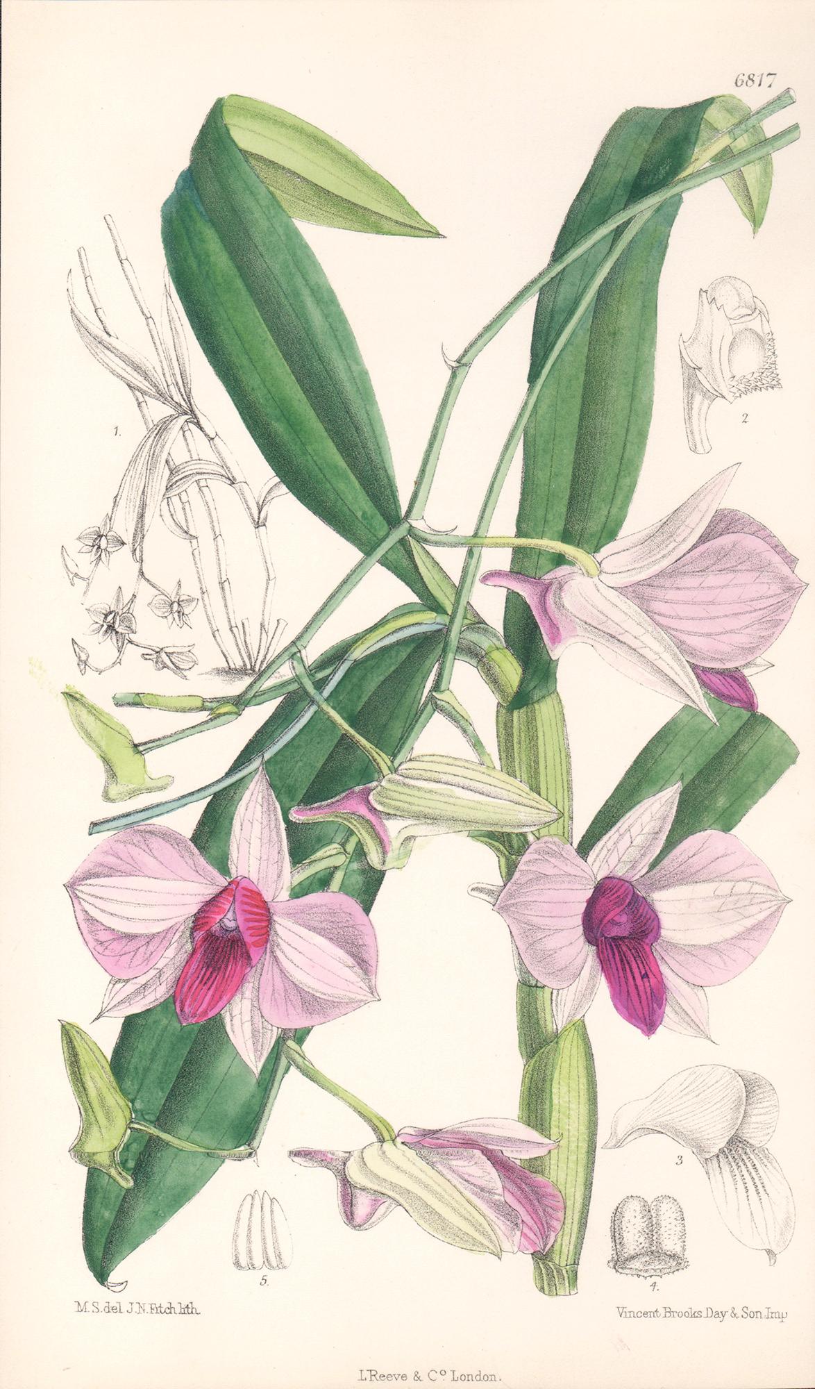 Walter Hood Fitch Still-Life Print - Dendrobium Phalaenopsis, antique botanical Australian orchid lithograph print