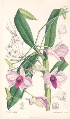 Dendrobium Phalaenopsis, antique botanical Australian orchid lithograph print