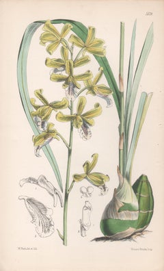 Eulophia Virens, antique orchid botanical lithograph print, 1866