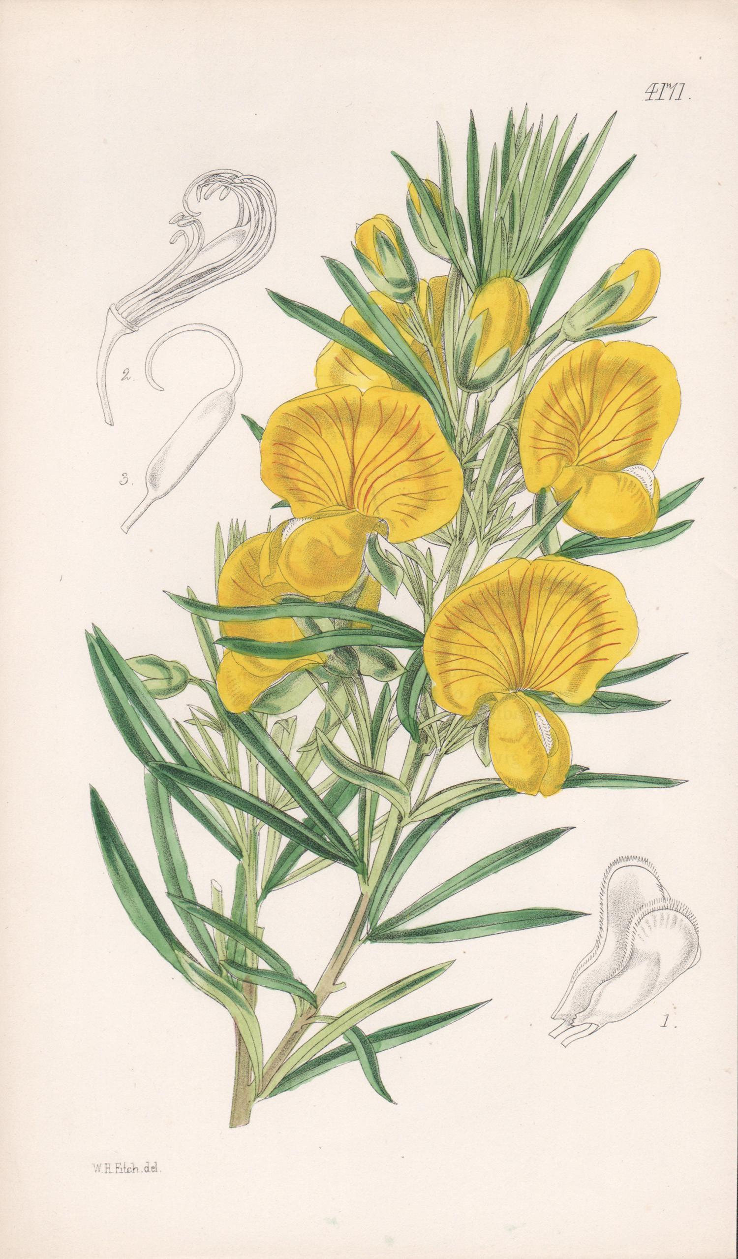 Walter Hood Fitch Print – Fransenausgestattetes Gompholobium, antiker botanischer australischer Blumenlithographiedruck mit Blumenmuster
