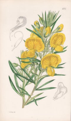 Fransenausgestattetes Gompholobium, antiker botanischer australischer Blumenlithographiedruck mit Blumenmuster