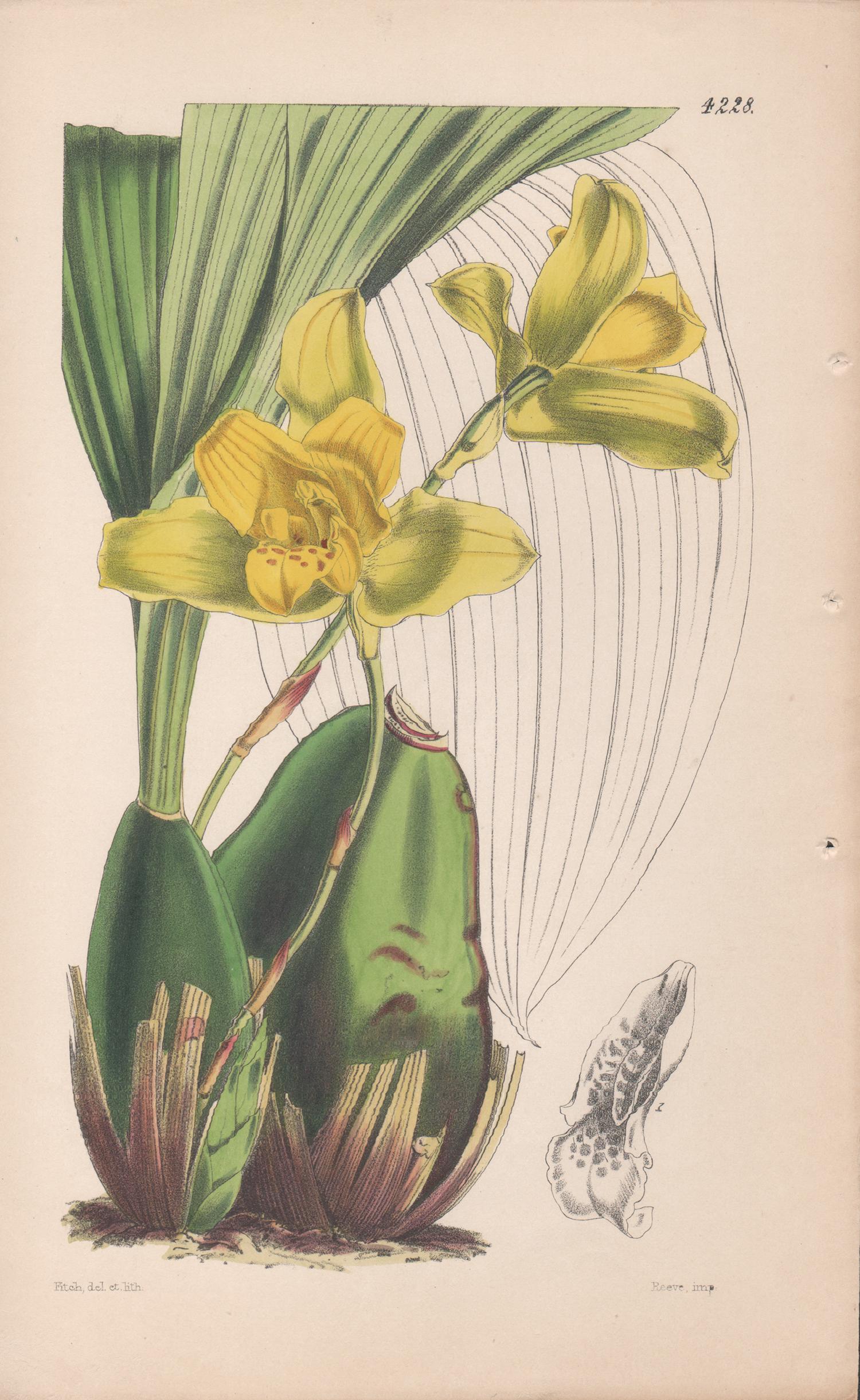 Maxillaria Macrobulbon, antique orchid botanical lithograph print, 1846