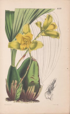 Maxillaria Macrobulbon, antique orchid botanical lithograph print, 1846