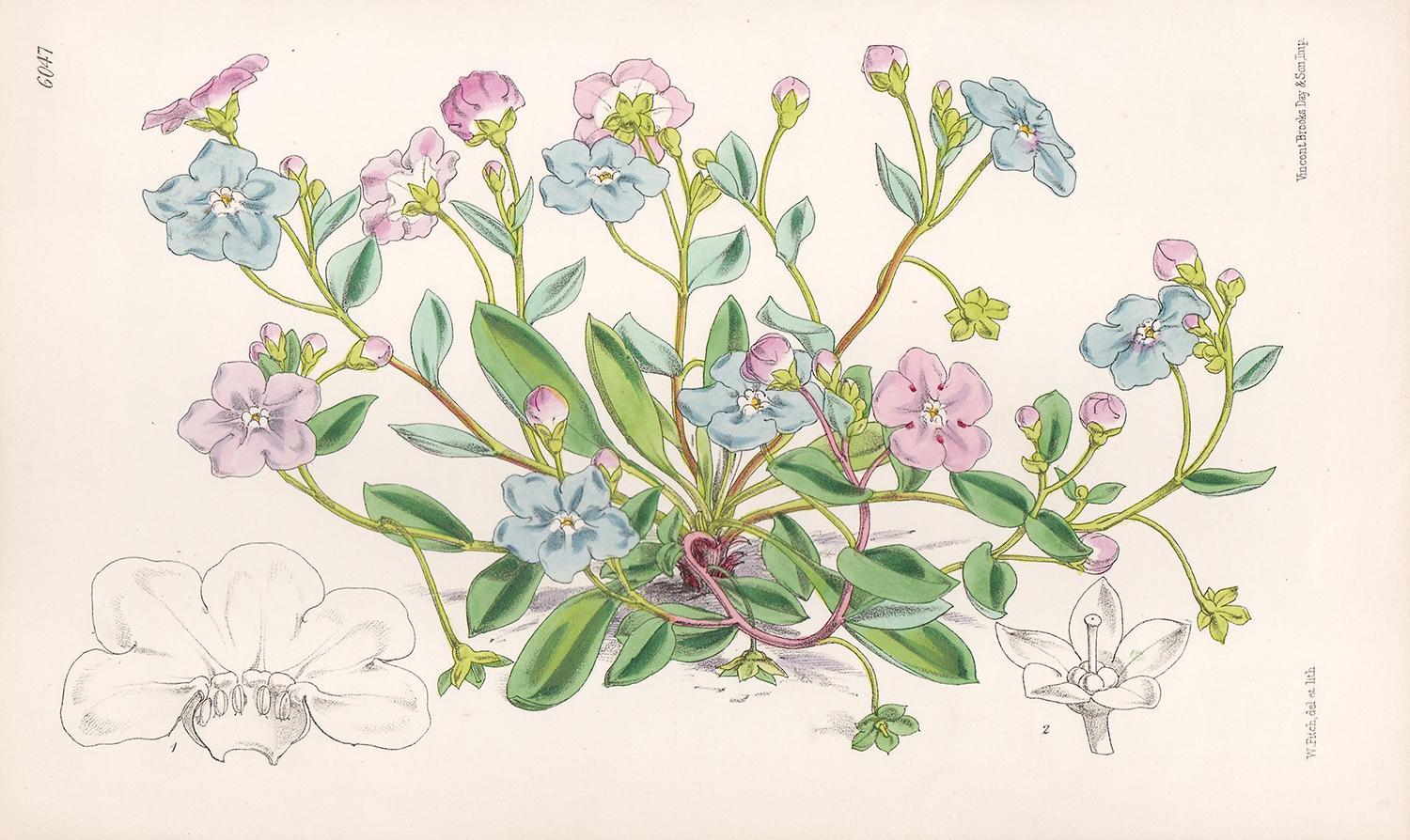 Walter Hood Fitch Still-Life Print - Omphalodes Lucillae, antique botanical flower lithograph print