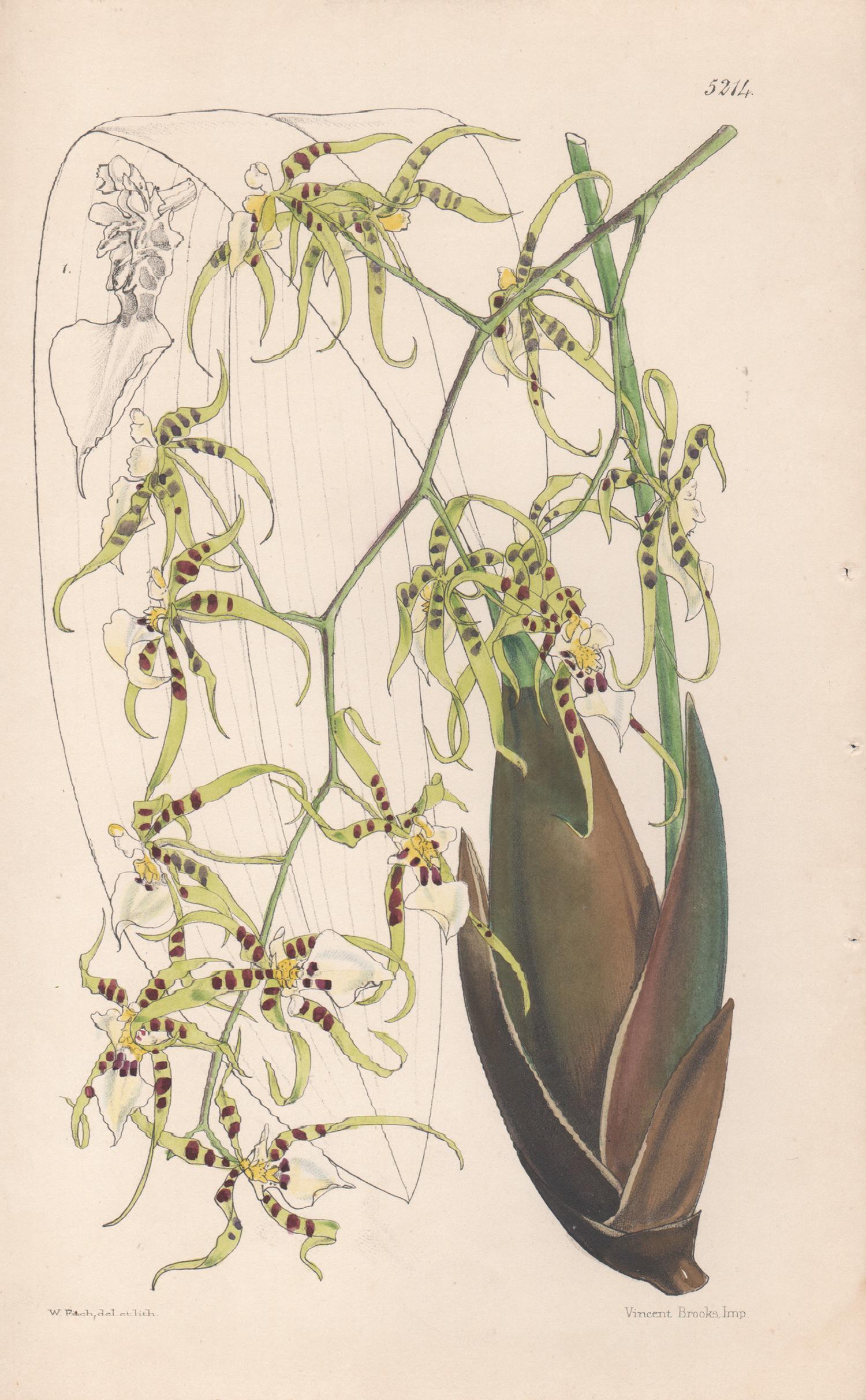 Walter Hood Fitch Still-Life Print - Onicidium Phymatochilum, antique orchid botanical lithograph print, 1860