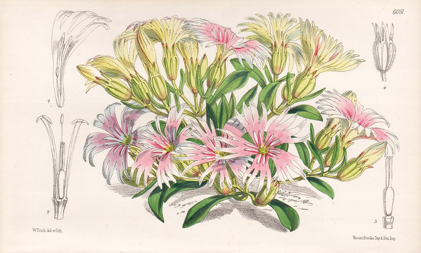 Walter Hood Fitch Still-Life Print – Antiker botanischer Blumenlithographie-Druck von Silene Hookeri, geboren in Kalifornien